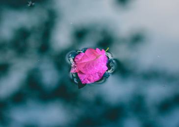 Вода из розовых лепестков: польза и правила применения